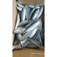 New Landing 100-200g Horse Mackerel Fish